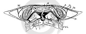 Crab Cephalothorax, vintage illustration