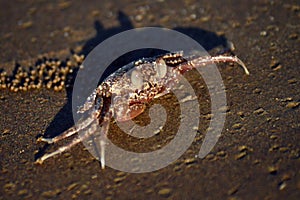 Crab on the beach