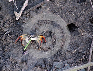 A CRAB CHEWING GREEN GRAZE