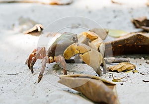 Crab Chicken on the beach Tachai Island