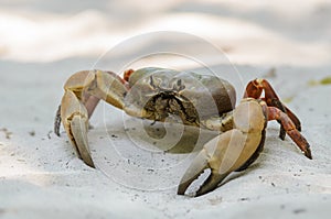 Crab Chicken on the beach Tachai Island