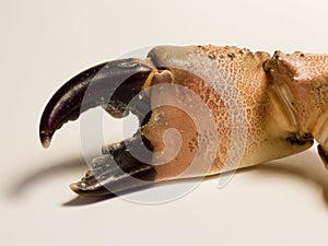 Crab claw