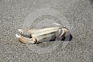 Crab claw on fine sand beach