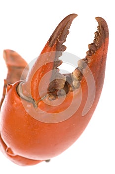 Crab Claw Macro