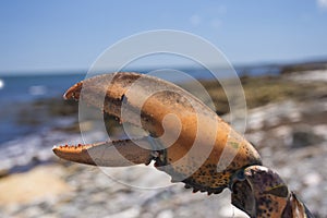 Crab claw with ocean - tilted