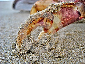 Crab claw in sand photo