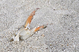 A crab claw on sand