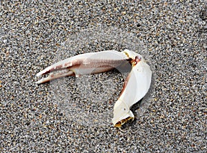 Crab claw