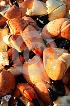 Crab claws background photo