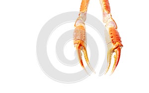 Crab claws isolated on white background