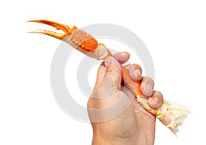 Crab claws in a man& x27;s hand isolated on a white background