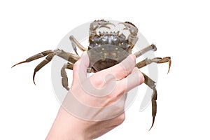 Crab (Clipping path)
