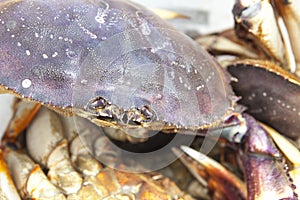 Crab Close-up
