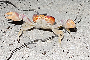 Crab close up