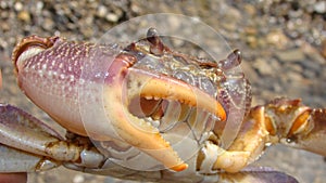 Crab. Close up of a crab. Closeup claw crab. Big crab in the water at the beach, crabs, marine animals, animal themes, Arthropoda,
