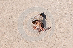 Crab coming out of occupied snail shell on beautiful sand beach