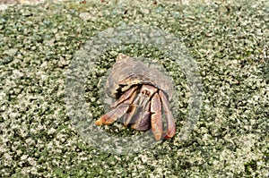 Crab On A Concrete Pavement