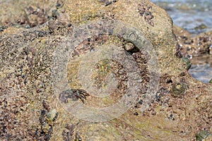 Crab at Coral rocks, Porto de Galinhas Beach, Ipojuca, Pernambuco, Brazil