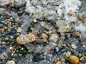Crab Covered in Barnacles