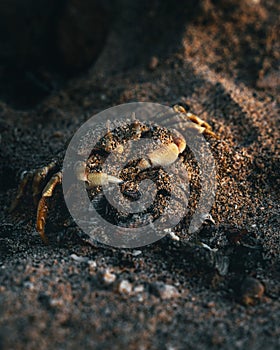 Crab covered with beach sand at sunset, Guam