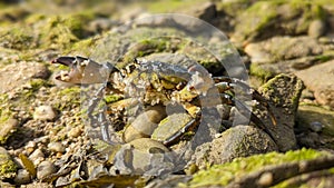 A crab covered in grains of sand shows it's pincers on a rocky beach