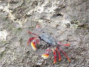 a crab crawling on a rock by itself and looking at the camera