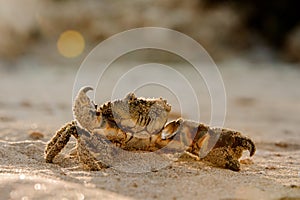 Crab crawls in sun light on the beach