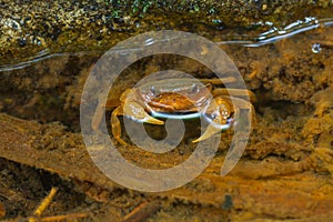 Crab crustacean in rainforest