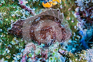 Crab decorator on the coral reef