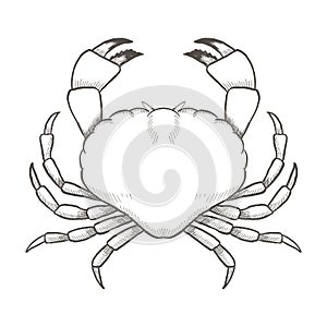 Crab drawing on white background. Hand drawn outline seafood illustration.