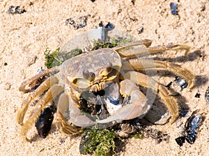 Crab eating