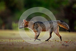 Crab-eating fox, Cerdocyon thous, forest fox, wood fox or Maikong. Wild dog in nature habitat. Face evening portrait. Wildlife, Pa