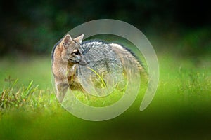 Crab-eating fox, Cerdocyon thous, forest fox, wood fox or Maikong. Wild dog in nature habitat. Face evening portrait. Wildlife, Pa