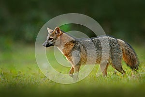 Crab-eating fox, Cerdocyon thous, forest fox, wood fox or Maikong. Wild dog in nature habitat. Face evening portrait. Wildlife, Pa