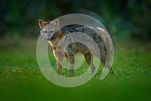 Crab-eating fox, Cerdocyon thous, forest fox, wood fox or Maikong. Wild dog in nature habitat. Face evening portrait. Wildlife, Pa