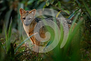 Crab-eating fox, Cerdocyon thous, forest fox, wood fox or Maikong. Wild dog in nature habitat. Face evening portrait. Wildlife, Pa