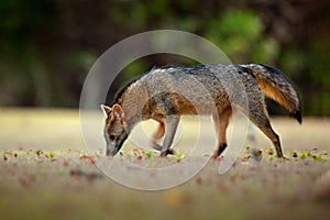 Crab-eating fox, Cerdocyon thous, forest fox, wood fox or Maikong. Wild dog in nature habitat. Face evening portrait. Wildlife, Pa photo