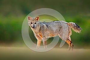 Crab-eating fox, Cerdocyon thous, forest fox, wood fox or Maikong. Wild dog in nature habitat. Face evening portrait. Wildlige, Pa