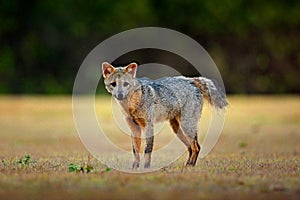 Crab-eating fox, Cerdocyon thous, forest fox, wood fox or Maikong. Wild dog in nature habitat. Face evening portrait. Wildlige, Pa