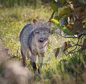 Crab eating fox walks through the jungle floor searching for food