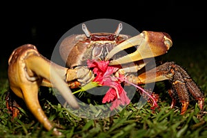 Crab eating Hibiscus photo