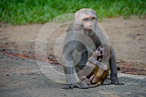 Infant Crab-eating Macaque Feeding from its Mother