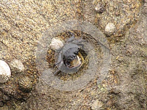 Crab eating limpet in a rock photo