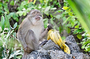 Crab-eating or long-tailed macaque monkey Macaca fascicularis eating bananas, Phang Nga Bay, Thailand