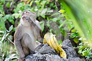Crab-eating or long-tailed macaque monkey Macaca fascicularis eating bananas, Phang Nga Bay, Thailand