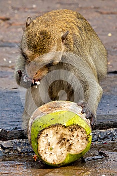 Crab-eating macaque