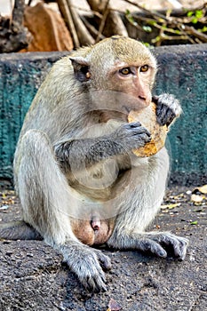 Crab-eating macaque