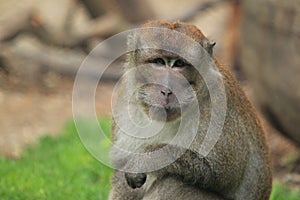 Crab-eating macaque