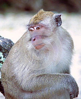 Crab-eating Macaque