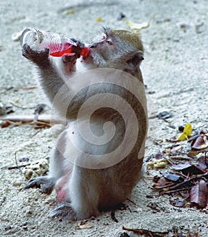 Crab-eating Macaque